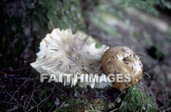 mushroom, fungus, wood, forest, mushrooms, fungi, funguses, woods, forests