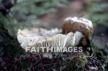 mushroom, fungus, wood, forest, mushrooms, fungi, funguses, woods, forests