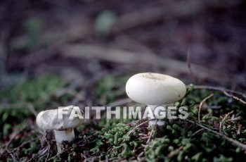 mushroom, fungus, wood, forest, mushrooms, fungi, funguses, woods, forests