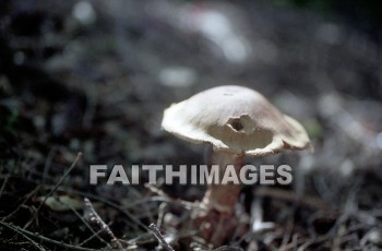 mushroom, fungus, wood, forest, mushrooms, fungi, funguses, woods, forests