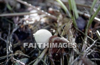 mushroom, fungus, wood, forest, mushrooms, fungi, funguses, woods, forests