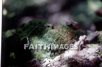 mushroom, fungus, wood, forest, mushrooms, fungi, funguses, woods, forests