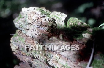 wood, rotting, forest, moss, woods, forests, mosses