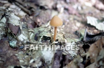 mushroom, fungus, wood, forest, mushrooms, fungi, funguses, woods, forests