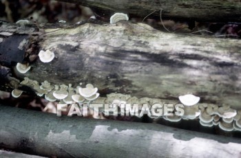 mushroom, fungus, wood, forest, mushrooms, fungi, funguses, woods, forests