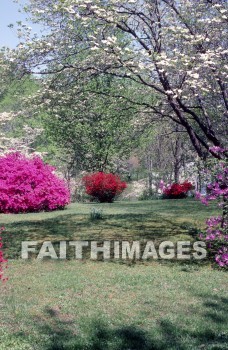 flower, tranquility, spring, leaf, outdoors, day, foliage, tree, season, wood, environment, tranquil, nature, tree, Worship, Presentation, Present, Beautiful, Venerate, Sing, Sanctify, Reverence, Revere, Respect, Pray, Praise