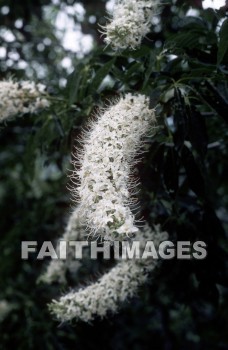 flower, tranquility, spring, leaf, outdoors, day, foliage, tree, season, wood, environment, tranquil, nature, tree, Worship, Presentation, Present, Beautiful, Venerate, Sing, Sanctify, Reverence, Revere, Respect, Pray, Praise