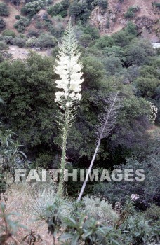 flower, tranquility, spring, leaf, outdoors, day, foliage, tree, season, wood, environment, tranquil, nature, tree, Worship, Presentation, Present, Beautiful, Venerate, Sing, Sanctify, Reverence, Revere, Respect, Pray, Praise