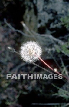 flower, tranquility, spring, leaf, outdoors, day, foliage, tree, season, wood, environment, tranquil, nature, tree, Worship, Presentation, Present, Beautiful, Venerate, Sing, Sanctify, Reverence, Revere, Respect, Pray, Praise