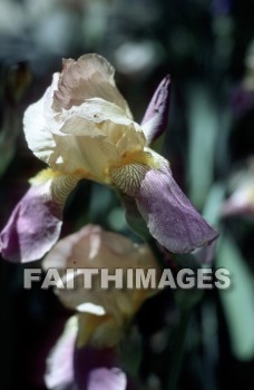 flower, tranquility, spring, leaf, outdoors, day, foliage, tree, season, wood, environment, tranquil, nature, tree, Worship, Presentation, Present, Beautiful, Venerate, Sing, Sanctify, Reverence, Revere, Respect, Pray, Praise