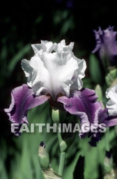 flower, tranquility, spring, leaf, outdoors, day, foliage, tree, season, wood, environment, tranquil, nature, tree, Worship, Presentation, Present, Beautiful, Venerate, Sing, Sanctify, Reverence, Revere, Respect, Pray, Praise