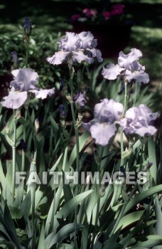 flower, tranquility, spring, leaf, outdoors, day, foliage, tree, season, wood, environment, tranquil, nature, tree, Worship, Presentation, Present, Beautiful, Venerate, Sing, Sanctify, Reverence, Revere, Respect, Pray, Praise