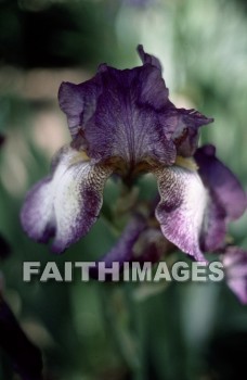 flower, tranquility, spring, leaf, outdoors, day, foliage, tree, season, wood, environment, tranquil, nature, tree, Worship, Presentation, Present, Beautiful, Venerate, Sing, Sanctify, Reverence, Revere, Respect, Pray, Praise