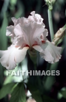 flower, tranquility, spring, leaf, outdoors, day, foliage, tree, season, wood, environment, tranquil, nature, tree, Worship, Presentation, Present, Beautiful, Venerate, Sing, Sanctify, Reverence, Revere, Respect, Pray, Praise