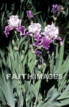 flower, tranquility, spring, leaf, outdoors, day, foliage, tree, season, wood, environment, tranquil, nature, tree, Worship, Presentation, Present, Beautiful, Venerate, Sing, Sanctify, Reverence, Revere, Respect, Pray, Praise