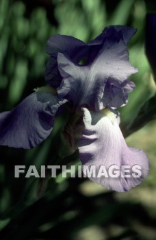 flower, tranquility, spring, leaf, outdoors, day, foliage, tree, season, wood, environment, tranquil, nature, tree, Worship, Presentation, Present, Beautiful, Venerate, Sing, Sanctify, Reverence, Revere, Respect, Pray, Praise