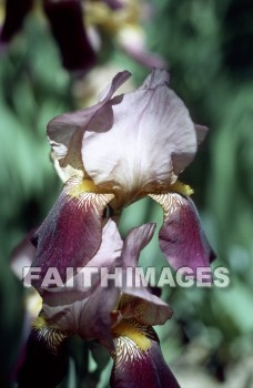 flower, tranquility, spring, leaf, outdoors, day, foliage, tree, season, wood, environment, tranquil, nature, tree, Worship, Presentation, Present, Beautiful, Venerate, Sing, Sanctify, Reverence, Revere, Respect, Pray, Praise