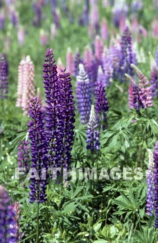 flower, tranquility, spring, leaf, outdoors, day, foliage, tree, season, wood, environment, tranquil, nature, tree, Worship, Presentation, Present, Beautiful, Venerate, Sing, Sanctify, Reverence, Revere, Respect, Pray, Praise