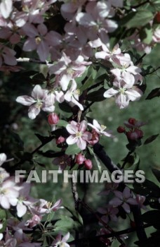 flower, tranquility, spring, leaf, outdoors, day, foliage, tree, season, wood, environment, tranquil, nature, tree, Worship, Presentation, Present, Beautiful, Venerate, Sing, Sanctify, Reverence, Revere, Respect, Pray, Praise