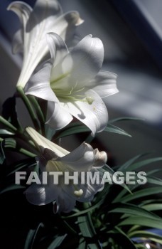 flower, tranquility, spring, leaf, outdoors, day, foliage, tree, season, wood, environment, tranquil, nature, tree, Worship, Presentation, Present, Beautiful, Venerate, Sing, Sanctify, Reverence, Revere, Respect, Pray, Praise