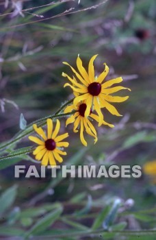 flower, tranquility, spring, leaf, outdoors, day, foliage, tree, season, wood, environment, tranquil, nature, tree, Worship, Presentation, Present, Beautiful, Venerate, Sing, Sanctify, Reverence, Revere, Respect, Pray, Praise