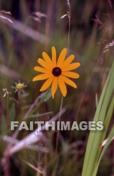 flower, tranquility, spring, leaf, outdoors, day, foliage, tree, season, wood, environment, tranquil, nature, tree, Worship, Presentation, Present, Beautiful, Venerate, Sing, Sanctify, Reverence, Revere, Respect, Pray, Praise