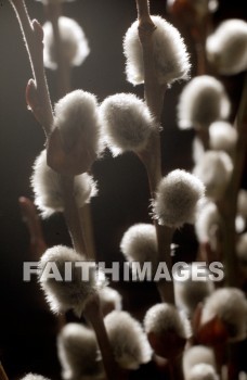 flower, tranquility, spring, leaf, outdoors, day, foliage, tree, season, wood, environment, tranquil, nature, tree, Worship, Presentation, Present, Beautiful, Venerate, Sing, Sanctify, Reverence, Revere, Respect, Pray, Praise