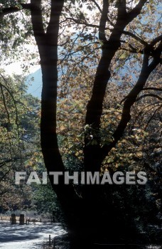 mountain, forest, Worship, Presentation, Present, Beautiful, Venerate, Sing, Sanctify, Reverence, Revere, Respect, Pray, Praise, Magnify, Love, Glorify, Extol, Exalt, Chant, Celebrate, Adore, Admire, Backgrounds, background, Create