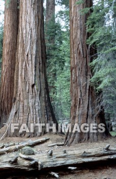 sequoia, tree, Worship, Presentation, Present, Beautiful, Venerate, Sing, Sanctify, Reverence, Revere, Respect, Pray, Praise, Magnify, Love, Glorify, Extol, Exalt, Chant, Celebrate, Adore, Admire, Backgrounds, background, Create