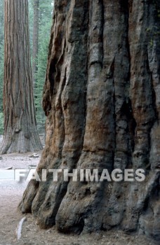 sequoia, tree, Worship, Presentation, Present, Beautiful, Venerate, Sing, Sanctify, Reverence, Revere, Respect, Pray, Praise, Magnify, Love, Glorify, Extol, Exalt, Chant, Celebrate, Adore, Admire, Backgrounds, background, Create