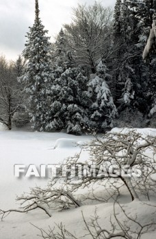 winter, forest, Worship, Presentation, Present, Beautiful, Venerate, Sing, Sanctify, Reverence, Revere, Respect, Pray, Praise, Magnify, Love, Glorify, Extol, Exalt, Chant, Celebrate, Adore, Admire, Backgrounds, background, Create