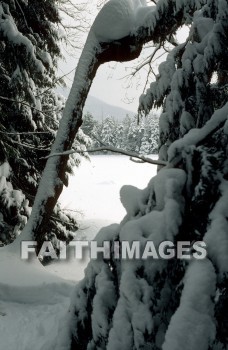 winter, forest, Worship, Presentation, Present, Beautiful, Venerate, Sing, Sanctify, Reverence, Revere, Respect, Pray, Praise, Magnify, Love, Glorify, Extol, Exalt, Chant, Celebrate, Adore, Admire, Backgrounds, background, Create