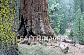 sequoia, tree, Worship, Presentation, Present, Beautiful, Venerate, Sing, Sanctify, Reverence, Revere, Respect, Pray, Praise, Magnify, Love, Glorify, Extol, Exalt, Chant, Celebrate, Adore, Admire, Backgrounds, background, Create