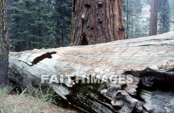 sequoia, tree, Worship, Presentation, Present, Beautiful, Venerate, Sing, Sanctify, Reverence, Revere, Respect, Pray, Praise, Magnify, Love, Glorify, Extol, Exalt, Chant, Celebrate, Adore, Admire, Backgrounds, background, Create