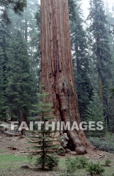 sequoia, tree, Worship, Presentation, Present, Beautiful, Venerate, Sing, Sanctify, Reverence, Revere, Respect, Pray, Praise, Magnify, Love, Glorify, Extol, Exalt, Chant, Celebrate, Adore, Admire, Backgrounds, background, Create