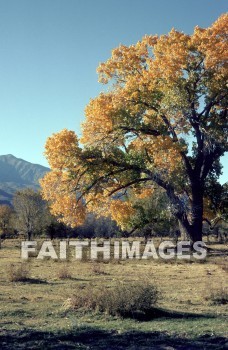 forest, tree, Worship, Presentation, Present, Beautiful, Venerate, Sing, Sanctify, Reverence, Revere, Respect, Pray, Praise, Magnify, Love, Glorify, Extol, Exalt, Chant, Celebrate, Adore, Admire, Backgrounds, background, Create