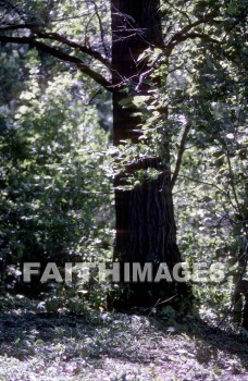 forest, Worship, Presentation, Present, Beautiful, Venerate, Sing, Sanctify, Reverence, Revere, Respect, Pray, Praise, Magnify, Love, Glorify, Extol, Exalt, Chant, Celebrate, Adore, Admire, Backgrounds, background, Create, imagination