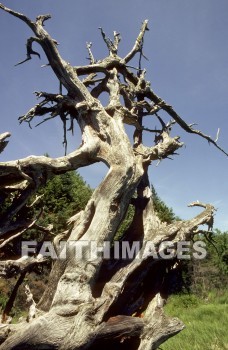 forest, Worship, Presentation, Present, Beautiful, Venerate, Sing, Sanctify, Reverence, Revere, Respect, Pray, Praise, Magnify, Love, Glorify, Extol, Exalt, Chant, Celebrate, Adore, Admire, Backgrounds, background, Create, imagination