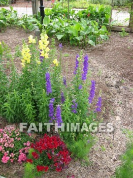 flower, flowering, bloom, blossom, blossoming, bud, cluster, creation, Create, background, Backgrounds, Admire, Adore, Sing, Beautiful, Present, Presentation, Worship, plant, flowers, blooms, blossoms, buds, clusters, creations, presents