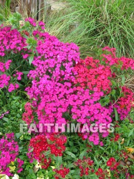 flower, flowering, bloom, blossom, blossoming, bud, cluster, creation, Create, background, Backgrounds, Admire, Adore, Sing, Beautiful, Present, Presentation, Worship, plant, flowers, blooms, blossoms, buds, clusters, creations, presents