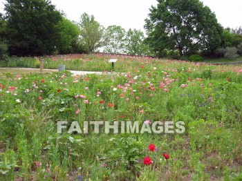 flower, flowering, bloom, blossom, blossoming, bud, cluster, creation, Create, background, Backgrounds, Admire, Adore, Sing, Beautiful, Present, Presentation, Worship, plant, flowers, blooms, blossoms, buds, clusters, creations, presents