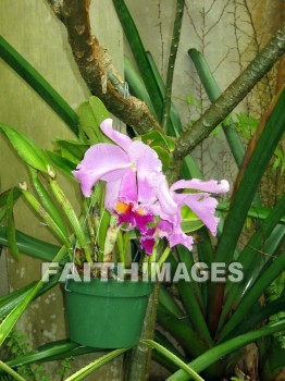 flower, flowering, bloom, blossom, blossoming, bud, cluster, creation, Create, background, Backgrounds, Admire, Adore, Sing, Beautiful, Present, Presentation, Worship, orchid, plant, flowers, blooms, blossoms, buds, clusters, creations