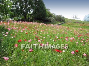 flower, flowering, bloom, blossom, blossoming, bud, cluster, creation, Create, background, Backgrounds, Admire, Adore, Sing, Beautiful, Present, Presentation, Worship, plant, flowers, blooms, blossoms, buds, clusters, creations, presents