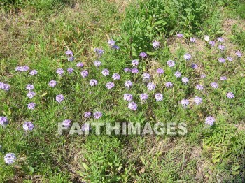 flower, flowering, bloom, blossom, blossoming, bud, cluster, creation, Create, background, Backgrounds, Admire, Adore, Sing, Beautiful, Present, Presentation, Worship, plant, flowers, blooms, blossoms, buds, clusters, creations, presents