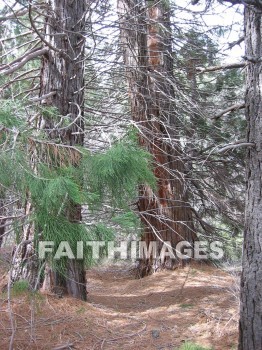 forest, mountain, hill, alp, bluff, cliff, crag, dome, drift, elevation, height, mound, mount, peak, pike, range, ridge, tree, thicket, timber, timberland, wood, woodland, pine, evergreen, sky