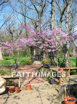 flower, flowering, bloom, blossom, blossoming, bud, cluster, creation, Create, background, Backgrounds, Admire, Adore, Sing, Beautiful, Present, Presentation, Worship, redbud, tree, plant, flowers, blooms, blossoms, buds, clusters