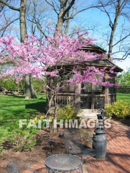 flower, flowering, bloom, blossom, blossoming, bud, cluster, creation, Create, background, Backgrounds, Admire, Adore, Sing, Beautiful, Present, Presentation, Worship, redbud, tree, gazebo, pump, plant, flowers, blooms, blossoms