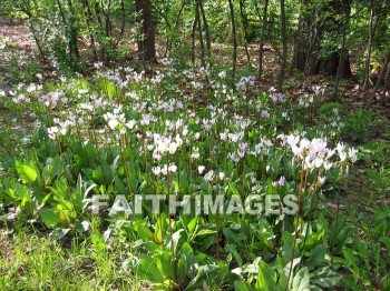 flower, flowering, bloom, blossom, blossoming, bud, cluster, creation, Create, background, Backgrounds, Admire, Adore, Sing, Beautiful, Present, Presentation, Worship, shooting, Star, wildflower, plant, flowers, blooms, blossoms, buds