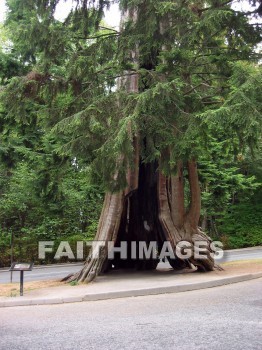tree, evergreen, great, large, Beautiful, Vancouver, Canada, trees, evergreens