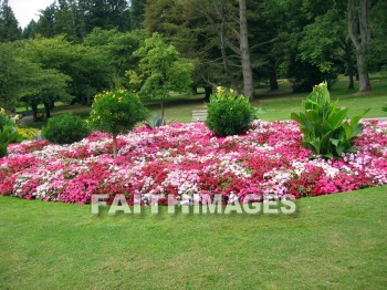 flower, flowering, bloom, blossom, blossoming, bud, cluster, creation, Create, background, Backgrounds, Admire, Adore, Sing, Beautiful, Present, Presentation, Worship, gardens, Vancouver, Canada, plant, flowers, blooms, blossoms, buds